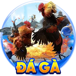đá gà O8